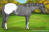 Horse Color:Black Appaloosa