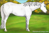Horse Color:Gray Red Roan Splash Frame 