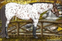 Horse Color:White Spotted Bay Near Leopard 