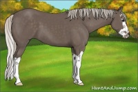Horse Color:Silver Black Splash