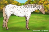 Horse Color:Chestnut Near Leopard 