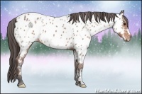 Horse Color:Bay Ice Appaloosa
