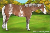 Horse Color:White Spotted Silver Bay Splash 