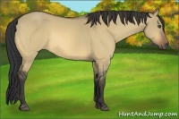 Horse Color:Buckskin Dun 