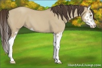 Horse Color:Classic Champagne Roan Dun Splash 