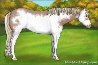 Horse Color:Red Roan Splash Frame Rabicano 