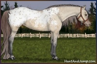 Horse Color:Bay Dun Appaloosa 
