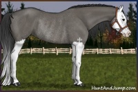 Horse Color:Grullo Splash Rabicano 