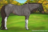 Horse Color:Liver Red Roan Tobiano