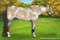 Horse Color:White Spotted Liver Red Dun Rabicano 