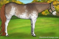Horse Color:White Spotted Liver Chestnut Rabicano 