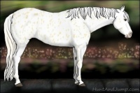 Horse Color:Palomino Roan Dun Blanket 