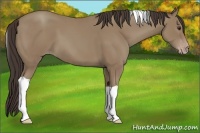 Horse Color:Classic Champagne Tobiano