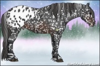 Horse Color:Brown Appaloosa