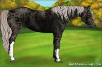 Horse Color:Silver Grullo Ice 