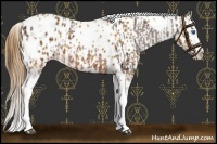 Horse Color:Brown Splash Tobiano Appaloosa  and Chestnut Tobiano Appaloosa 