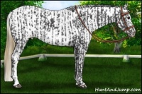 Horse Color:Smoky Black  and Smoky Black Appaloosa Rabicano 