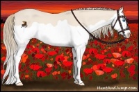 Horse Color:Perlino Splash