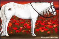 Horse Color:Smoky Creme Roan Splash Appaloosa 