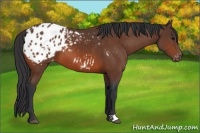 Horse Color:Bay Appaloosa