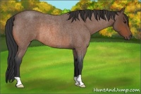 Horse Color:Bay Roan Rabicano