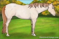Horse Color:Buckskin Roan Pearl Rabicano