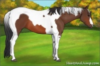 Horse Color:Bay Tobiano 