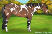 Horse Color:White Spotted Bay Roan Rabicano
