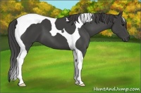 Horse Color:Smoky Black Tobiano 