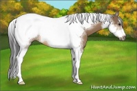 Horse Color:Buckskin Sabino Tobiano Frame