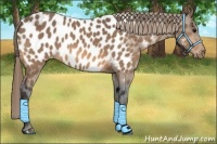 Horse Color:Buckskin Appaloosa
