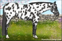 Horse Color:Liver Chestnut Near Leopard 