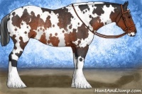 Horse Color:White Spotted Brown Rabicano 