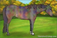 Horse Color:Nacre Buckskin Sabino 