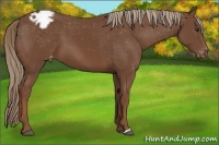 Horse Color:Chestnut Appaloosa