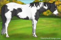 Horse Color:Black Tobiano Frame 