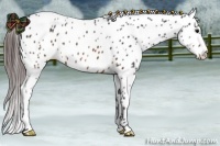 Horse Color:Brown Appaloosa 