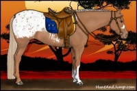 Horse Color:Chestnut Blanket Rabicano 