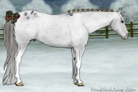 Horse Color:Blue Roan Tobiano Appaloosa