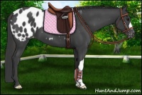 Horse Color:Smoky Black Appaloosa 