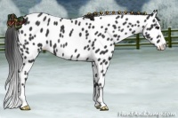 Horse Color:Black Splash Near Leopard 