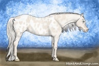 Horse Color:Cremello Roan Appaloosa
