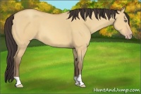 Horse Color:Amber Champagne Dun