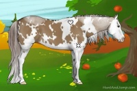 Horse Color:White Spotted Liver Red Dun Splash 