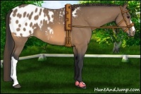 Horse Color:Buckskin Blanket 