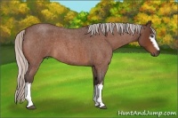 Horse Color:White Spotted Silver Bay Roan 