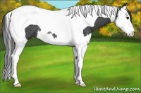 Horse Color:Black Splash Tobiano Rabicano 