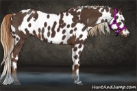Horse Color:Liver Chestnut and Liver Chestnut Frame Leopard
