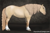 Horse Color:Red Dun Pearl Sabino 