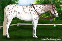 Horse Color:White Spotted Chestnut Blanket Rabicano 